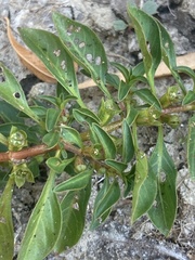 Ludwigia palustris