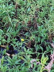 Ludwigia peploides