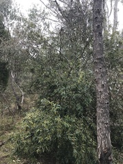 Olea europaea cuspidata