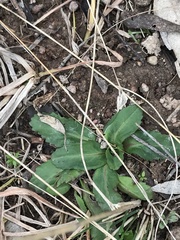 Solenogyne dominii
