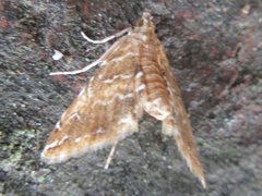 Elophila turbata