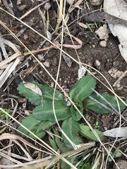 Solenogyne dominii