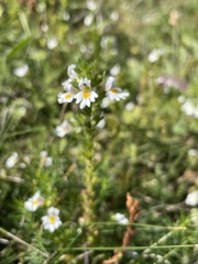Euphrasia officinalis
