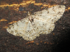 Protoboarmia simpliciaria
