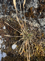 Trisetum spicatum