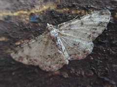 Protoboarmia simpliciaria