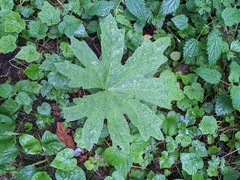 Petasites frigidus palmatus