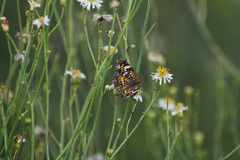 Phyciodes phaon phaon