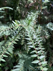 Melaleuca styphelioides