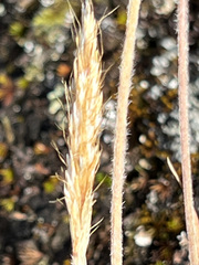 Trisetum spicatum