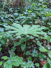 Petasites frigidus palmatus