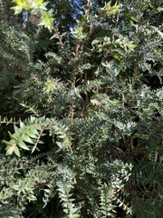 Melaleuca styphelioides