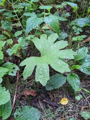 Petasites frigidus palmatus