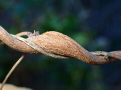 Neolasioptera convolvuli