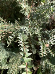 Melaleuca styphelioides