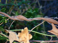 Neolasioptera convolvuli
