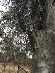 Muellerina eucalyptoides