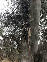 Muellerina eucalyptoides