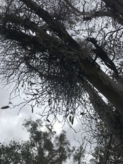 Muellerina eucalyptoides