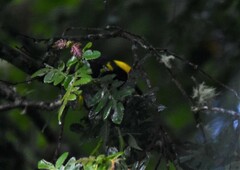 Cacicus chrysonotus