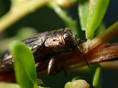 Chrysobothris
