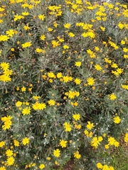 Euryops chrysanthemoides