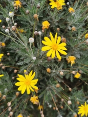 Euryops chrysanthemoides