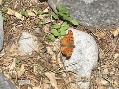 Polygonia egea