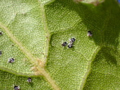 Tetraleurodes perileuca