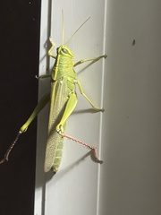 Schistocerca lineata