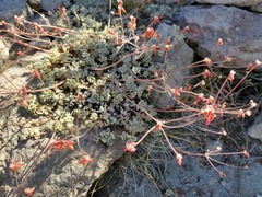 Eriogonum marifolium
