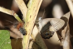 Splendeuptychia pagyris