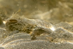 Unionidae