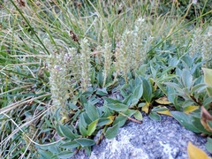 Salix petrophila