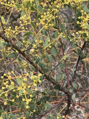 Acacia buxifolia