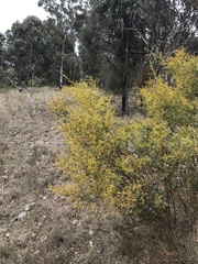 Acacia buxifolia
