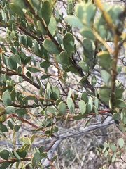 Acacia buxifolia