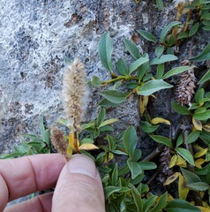 Salix petrophila