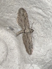 Eupithecia phoeniceata