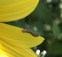 Homoeosoma electella