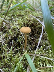 Cystoderma
