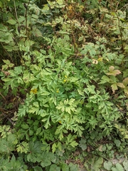 Papaver cambricum