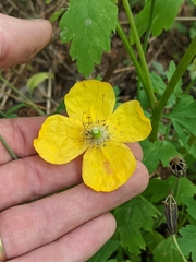 Papaver cambricum