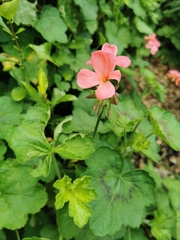 Pelargonium