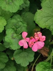 Pelargonium