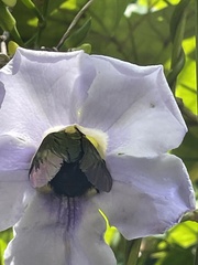 Xylocopa latipes