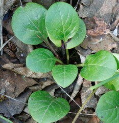 Pyrola asarifolia incarnata