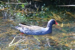 Gallinula tenebrosa