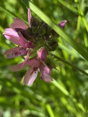 Sidalcea