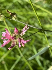Sidalcea